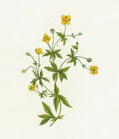 Common Tormentil by English School